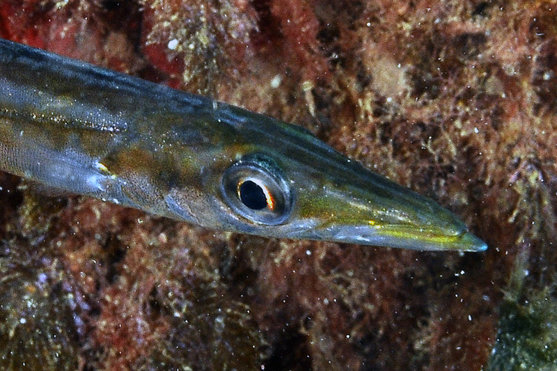 juvenile Sphyraena cf. viridensis